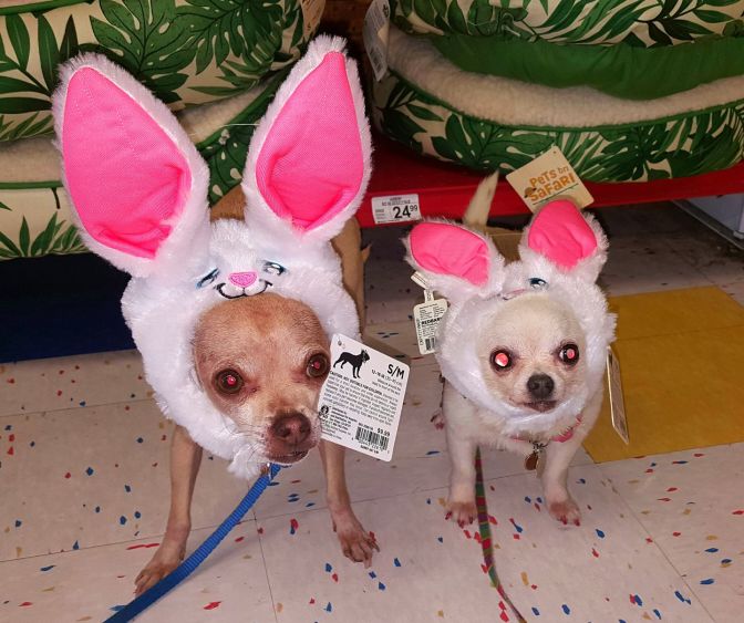 17505295_10155313402004665_4760948649898531453_o