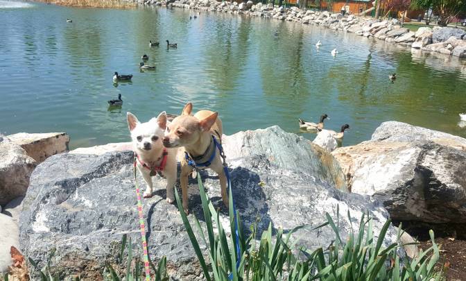 31895269_10156651140299665_2181874924312854528_o