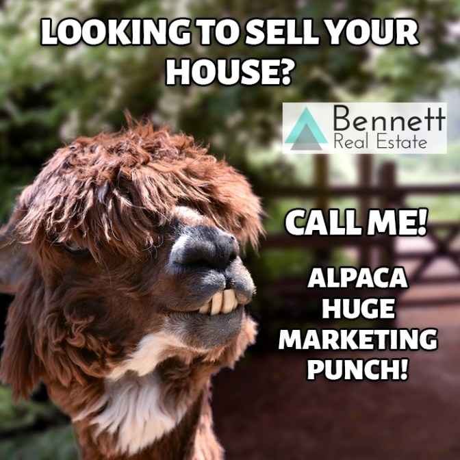 alpaca-marketing-punch-watermark