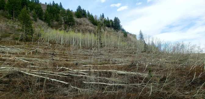 95567559_10158781258734665_4419577280943095808_o