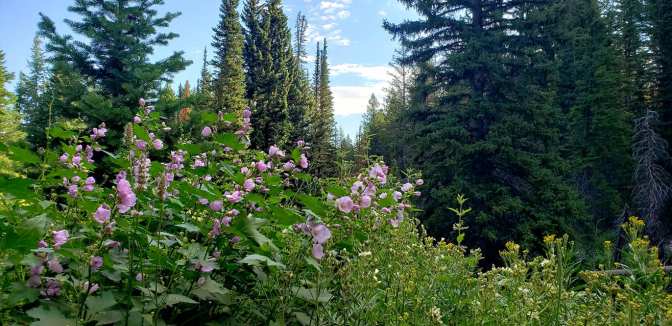 110180140_10159064792774665_3317865169912680867_o